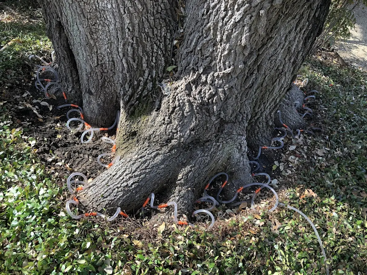 Detailed Tree Cabling and Bracing job site in North Pownal