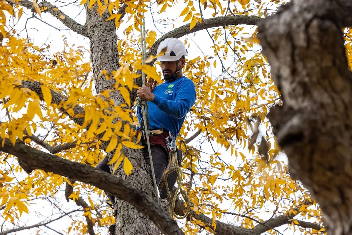 Skilled Tree Pruning crew working in North Pownal