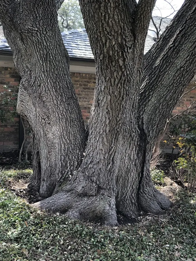 Mature heritage tree close to a North Pownal property cared for by certified arborists